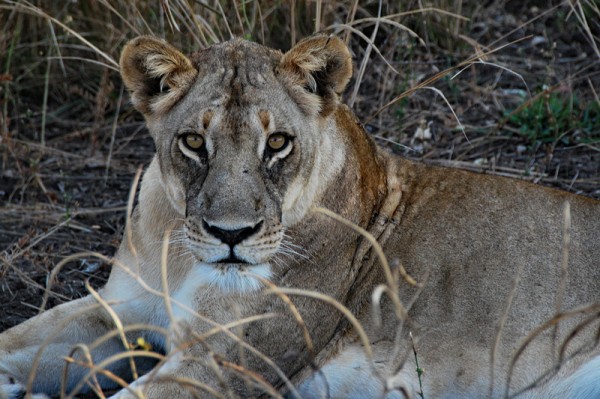 Zambian Lion